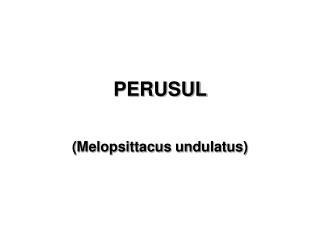 PERUSUL