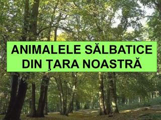 ANIMALELE S ĂLBATICE DIN ŢARA NOASTRĂ