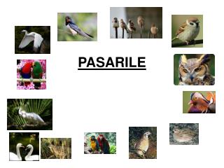 PASARILE