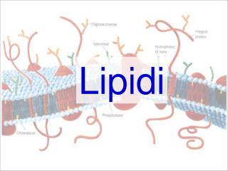 Lipidi