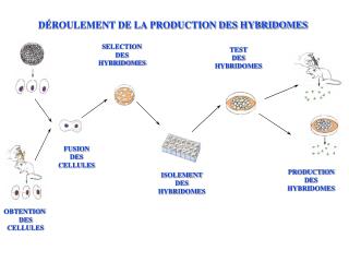 DÉROULEMENT DE LA PRODUCTION DES HYBRIDOMES