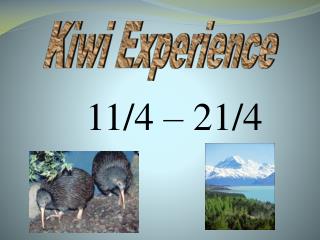 Kiwi Experience