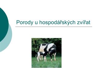 Porody u hospodářských zvířat