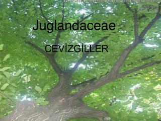 Juglandaceae