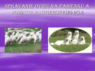 Správanie oviec na pasienku a použitie pastierskeho psa