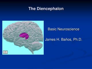 The Diencephalon