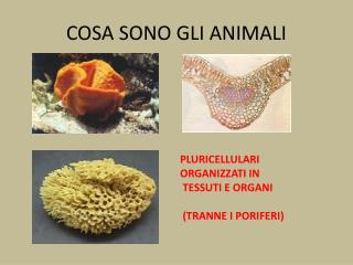 COSA SONO GLI ANIMALI