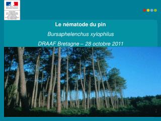 Le nématode du pin Bursaphelenchus xylophilus DRAAF Bretagne – 28 octobre 2011