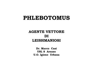 PHLEBOTOMUS