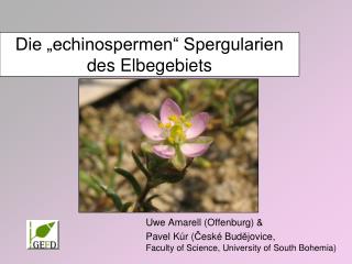 Die „echinospermen“ Spergularien des Elbegebiets