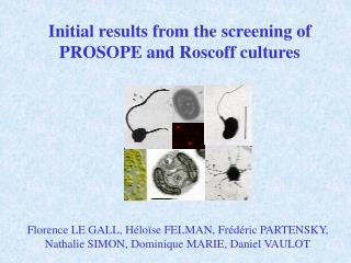 Initial results from the screening of PROSOPE and Roscoff cultures