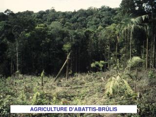 AGRICULTURE D’ABATTIS-BRÛLIS