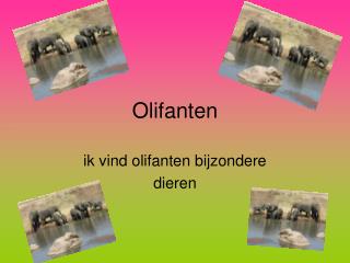 Olifanten