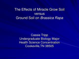 The Effects of Miracle Grow Soil versus Ground Soil on Brassica Rapa