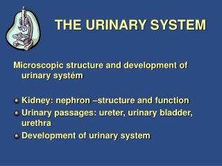 THE URINARY SYSTEM