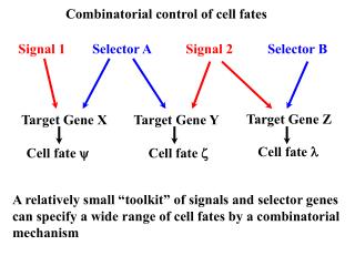 Combinatorial control of cell fates