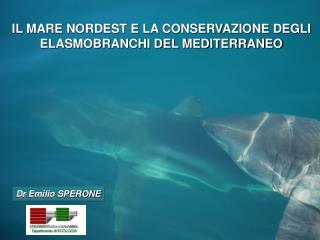 IL MARE NORDEST E LA CONSERVAZIONE DEGLI ELASMOBRANCHI DEL MEDITERRANEO