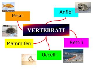 Ppt Vertebrati Powerpoint Presentation Free Download Id