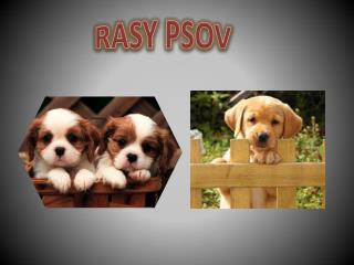 RASY PSOV