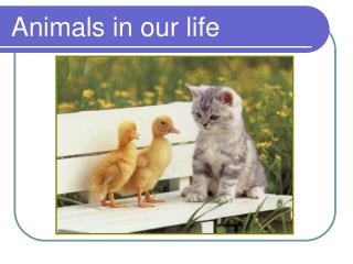 Animals in our life