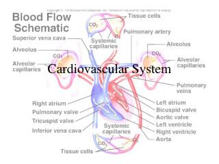 Cardiovascular System