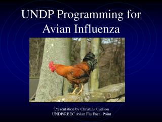 UNDP Programming for Avian Influenza