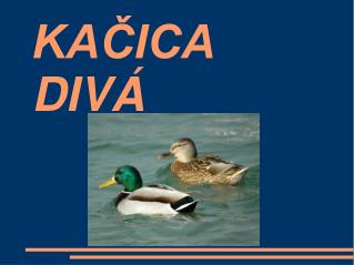 KAČICA DIVÁ