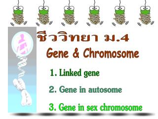 Gene &amp; Chromosome