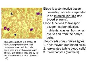Blood is made up of red blood cells, white blood cells, platelets, and plasma.