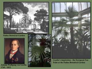 Goethe’s inspiration - the European Fan Palm at the Padua Botanical Garden