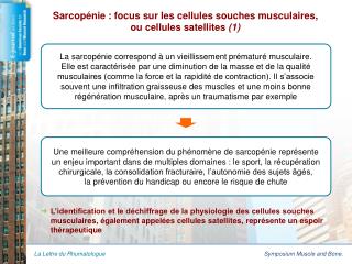 Sarcopénie : focus sur les cellules souches musculaires, ou cellules satellites (1)