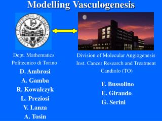 Modelling Vasculogenesis