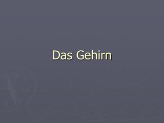 Das Gehirn