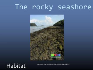 The rocky seashore