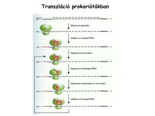 Transzl áció prokariótákban