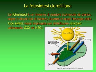 La fotosintesi clorofilliana