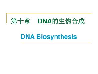 第十章 DNA 的生物合成