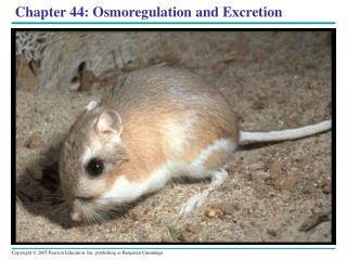 Chapter 44: Osmoregulation and Excretion