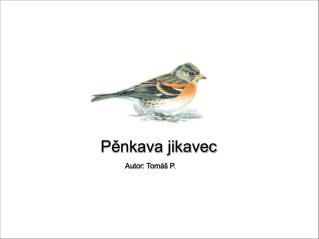 Pěnkava jikavec