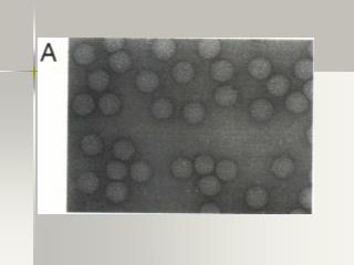 病毒学（ Virology ）