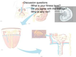 -Discussion questions 			-What is your fitness level? 			-Do you agree with the findings?