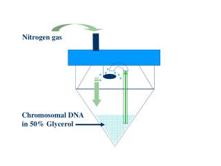 Nitrogen gas