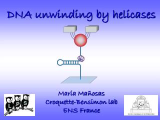 DNA unwinding by helicases Maria Mañosas Croquette-Bensimon lab ENS France