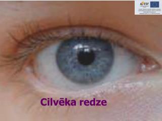 Cilvēka redze