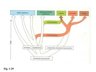 Fig. 1-29