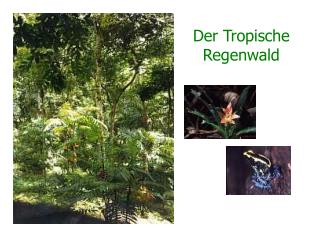 Der Tropische Regenwald