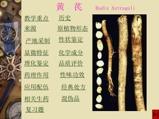 黄　芪 Radix Astragali
