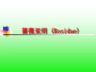 蔷薇亚纲 (Rosidae)