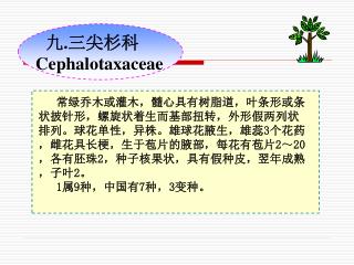 九 . 三尖杉科 Cephalotaxaceae