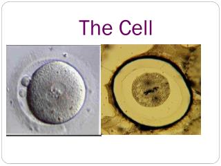 The Cell